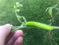 Image shows a bright green caterpillar crawling on the green branch of a plant. The branch is held by fingertips which can be seen in the bottom left corner of the image. Curled green shoots and leaves extend off the branch; the background is deep green grass.